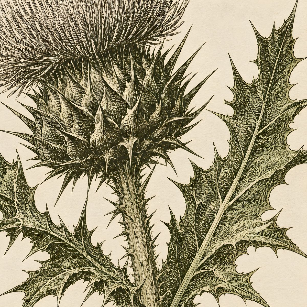 Herbarium plate, Leucanthemum vulgare